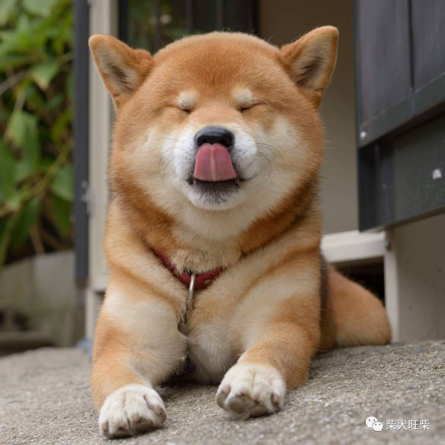 到底吃什么长大的柴犬才能这么可爱