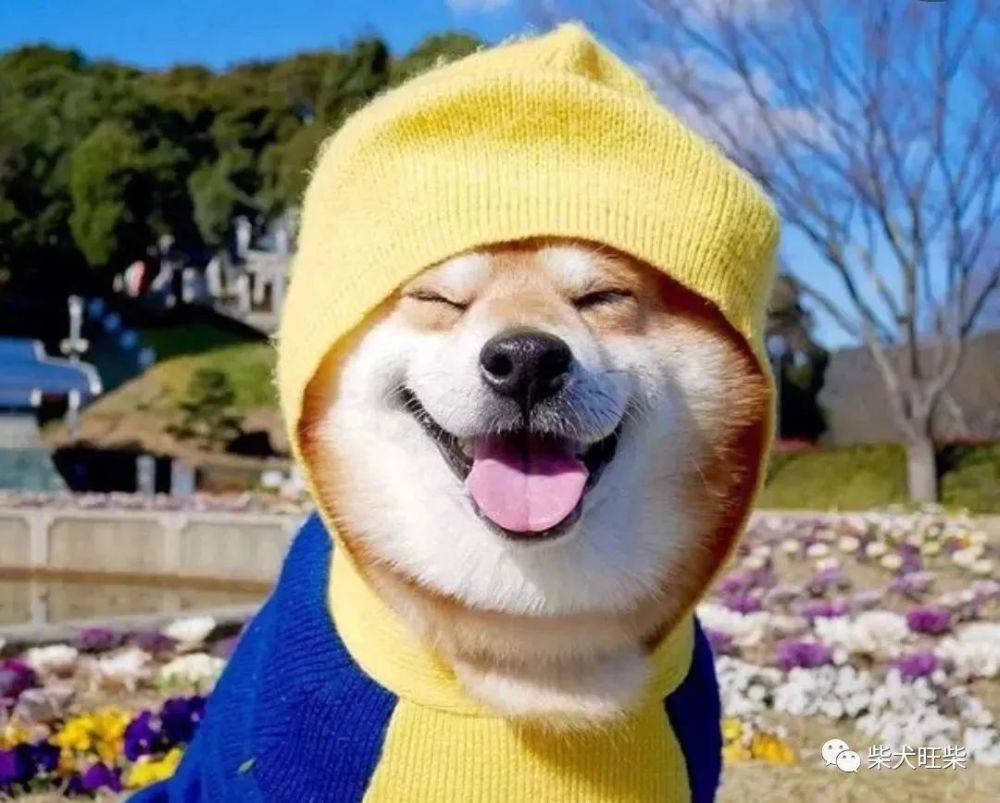 明明买的胡麻柴 怎么长大变成了赤柴 腾讯新闻