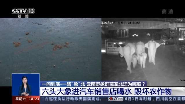 云南北迁象群进入玉溪市红塔区境内 当地加强监测和防控