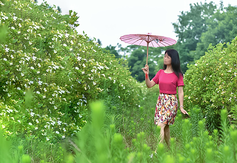 江西进贤县栀子花进入盛花期,犹如积雪,香飘数里,结出致富果