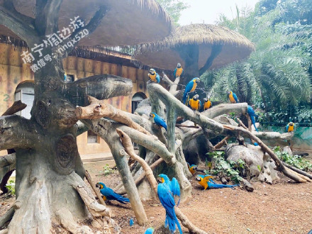 好消息南寧動物園門票免費啦別錯過了