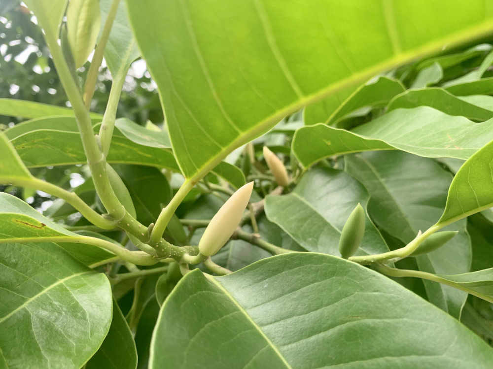 泸州五月多芬芳黄桷兰香气质雅这是沽酒客眼里的花中君子