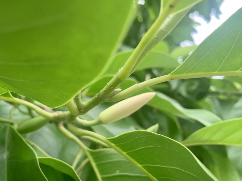 泸州五月多芬芳黄桷兰香气质雅这是沽酒客眼里的花中君子