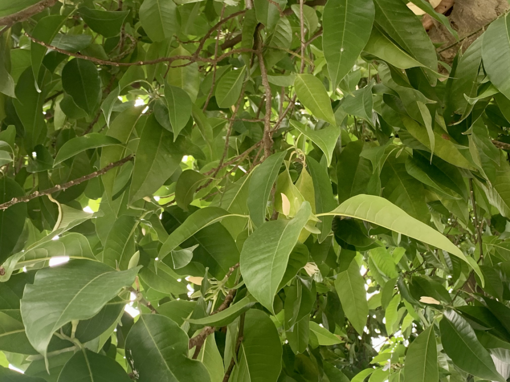 泸州五月多芬芳黄桷兰香气质雅这是沽酒客眼里的花中君子