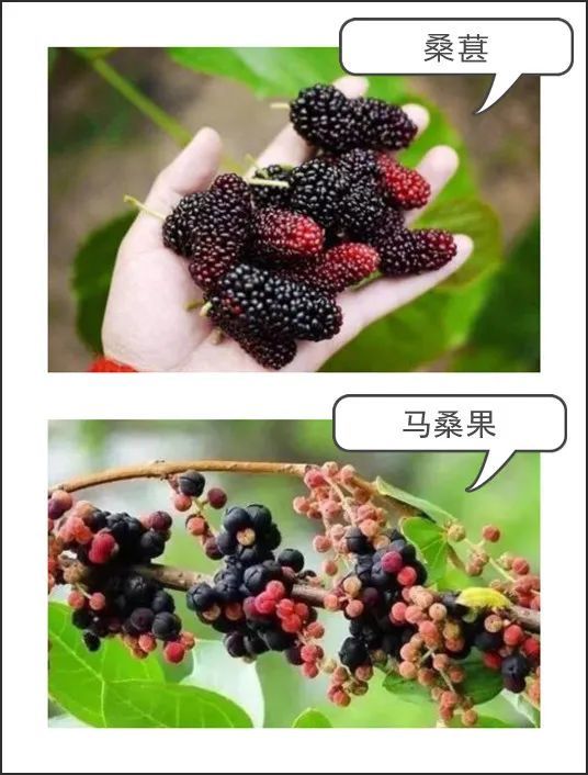 贵州|马桑果|马桑果中毒|桑葚