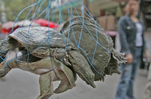 百年巨鳖身长75厘米重46斤夜晚上岸被活捉鳖出现意味着什么