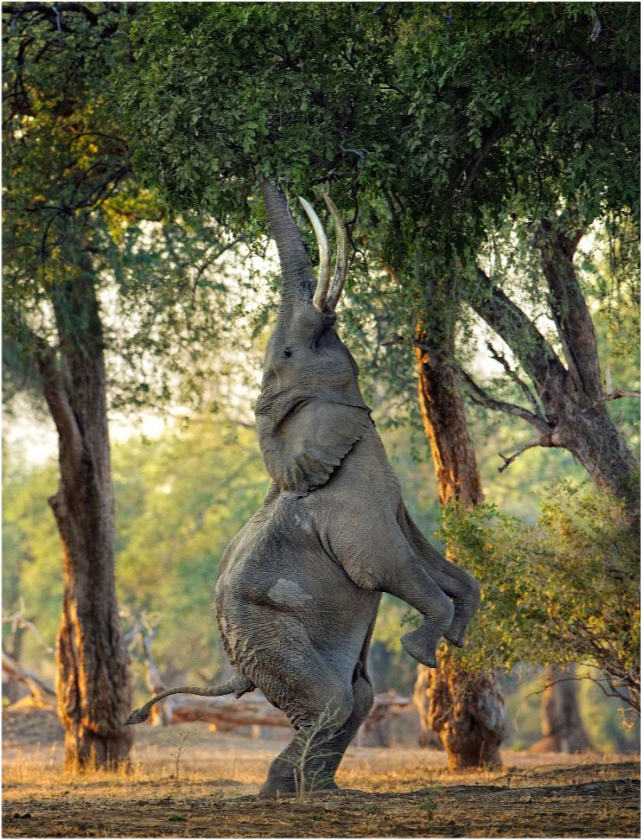 断鼻家族2头大象隔空喊话要下雨了你们15个赶快回家