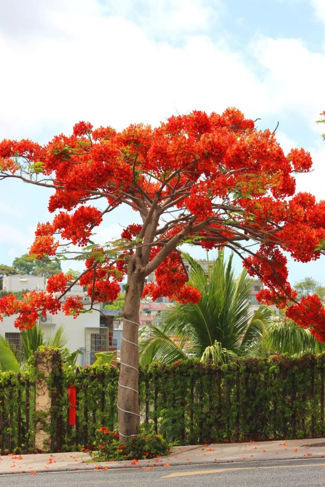 抬头漫步在三亚的大街小巷凤凰花,又名红花楹,火树,苏木科落叶大乔木