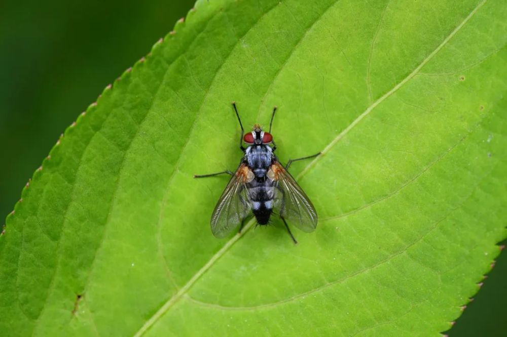 苍蝇为什么经常搓手?