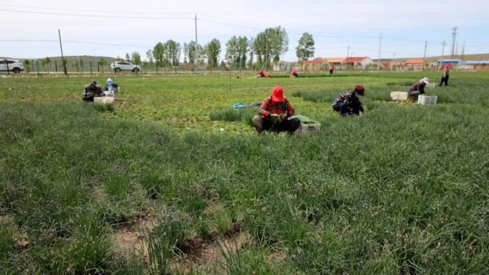在右玉县威远镇刘家窑村的小香葱种植基地,眼下上千亩的小香葱已进入