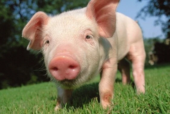 国内首次！14头克隆猪诞生|克隆|南京农业大学|体细胞|母猪|淮安|黄瑞华