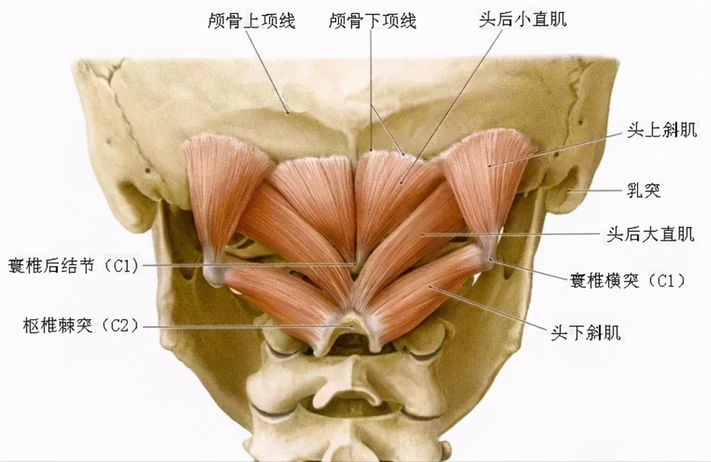 枕骨下肌群了解下,常按还能缓解头疼