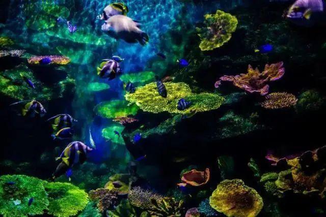 洛阳王城公园海底世界,您来过吗