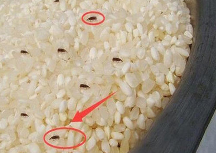 米虫的"克星",放一点再也不用担心大米会生虫,老公直夸我聪明
