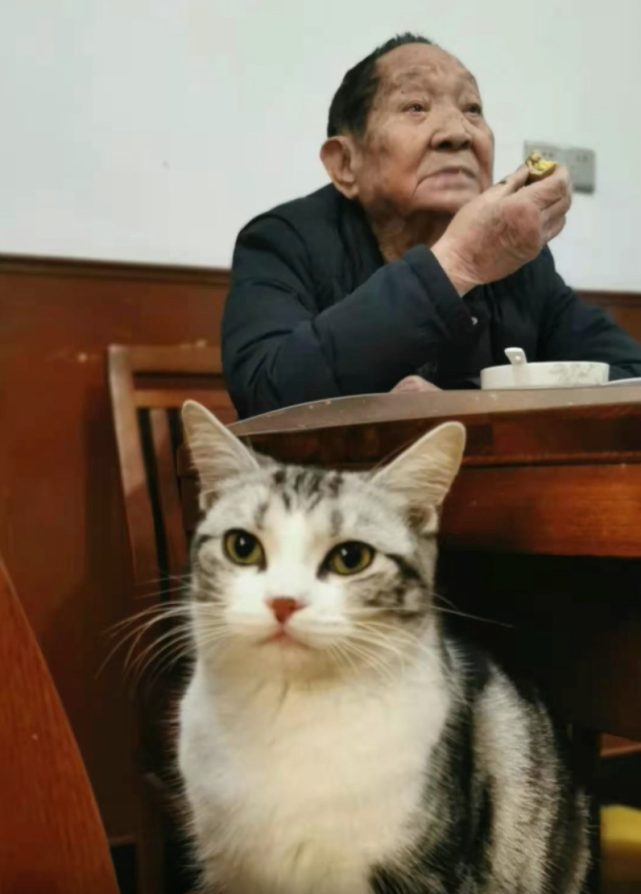小猫"袁花花":常陪袁隆平听报告,试验田里逮过老鼠_腾讯新闻