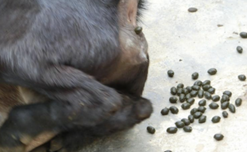 比如,羊的便便是一粒一粒咖啡豆似的小球,俗称羊粪蛋儿;这里提供一些