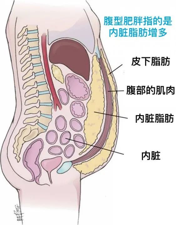 西希营养学第137篇长胖的三个层面柳叶刀剖析中国肥胖问题