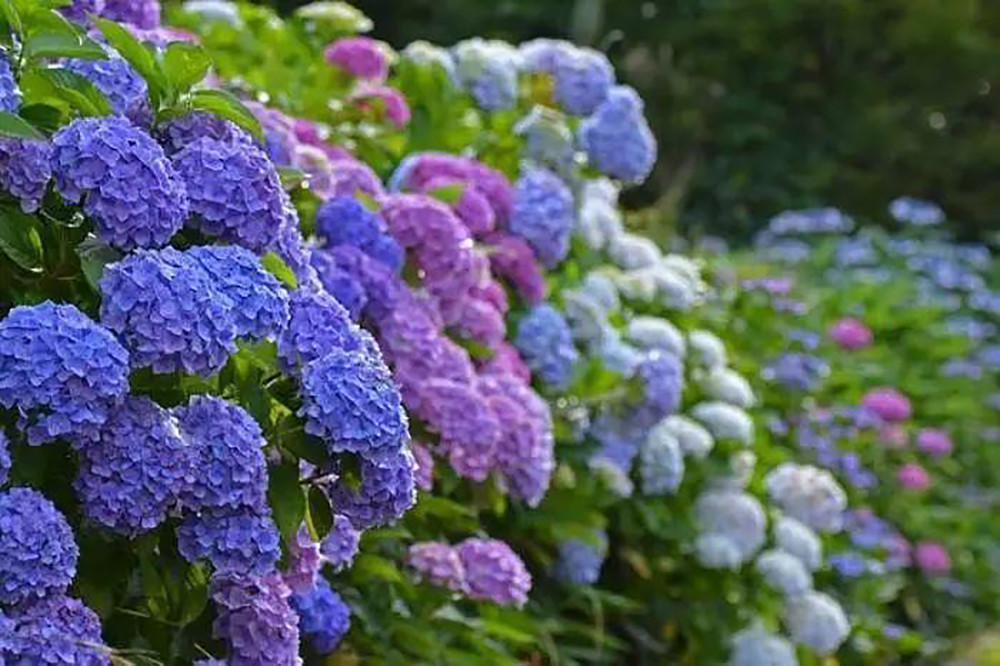 重庆的6月是属于紫色的季节 15片梦幻紫色花海 并非网红薰衣草 腾讯新闻