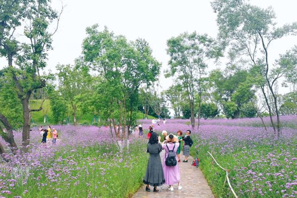 重庆的6月是属于紫色的季节 15片梦幻紫色花海 并非网红薰衣草 腾讯新闻