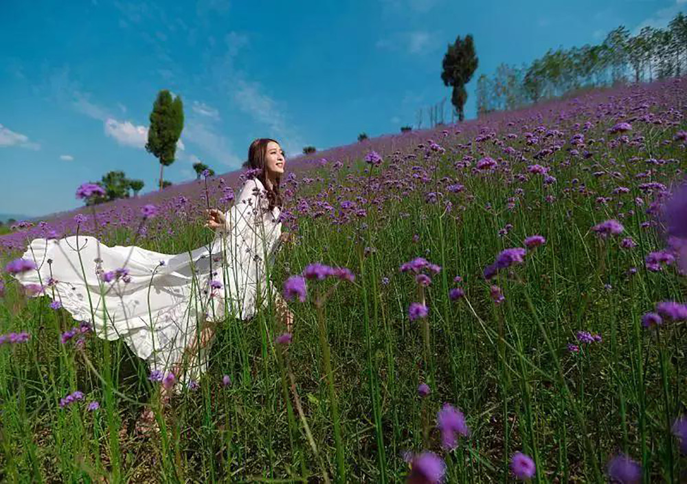 重庆的6月是属于紫色的季节 15片梦幻紫色花海 并非网红薰衣草 腾讯新闻