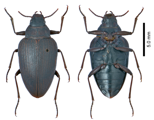 苍山发现甲虫"活化石"——大卫两栖甲