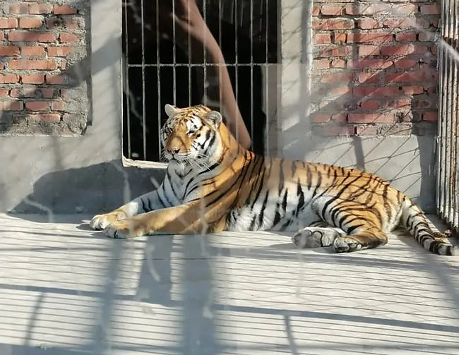 養虎為患2只老虎咬死飼養員被擊斃續馬戲團沒養虎資格