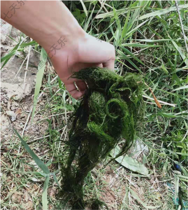 黄河下游"绿藻"爆发,垂钓者苦不堪言!一周后或将漂到渤海