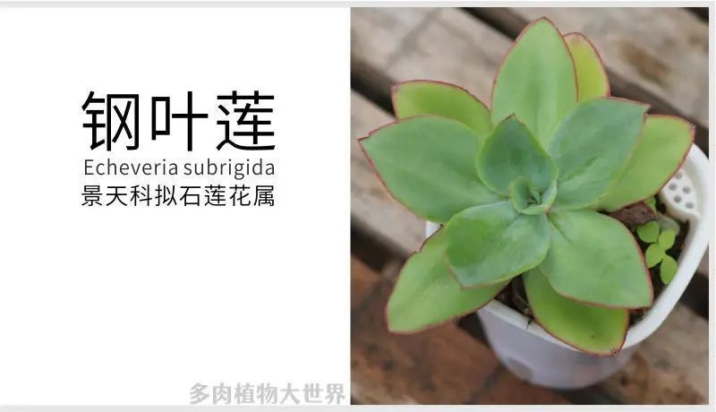 钢叶莲 景天科拟石莲花属多肉植物 薄叶系列 大型种 腾讯新闻