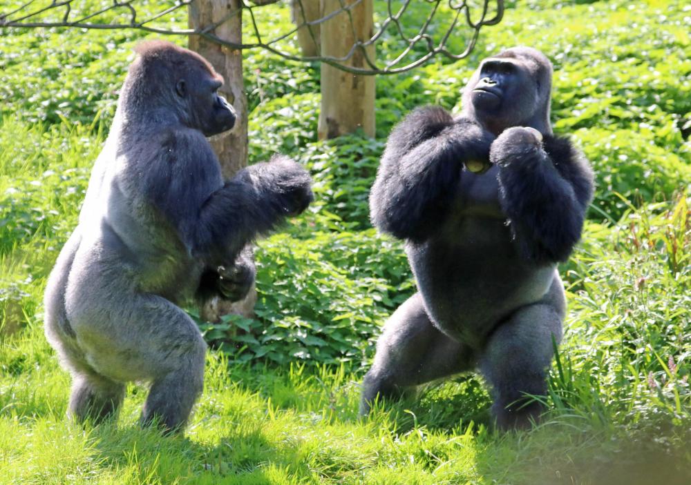 遇事不冲动或许是重400斤的山地大猩猩用拍胸教给人类的智慧