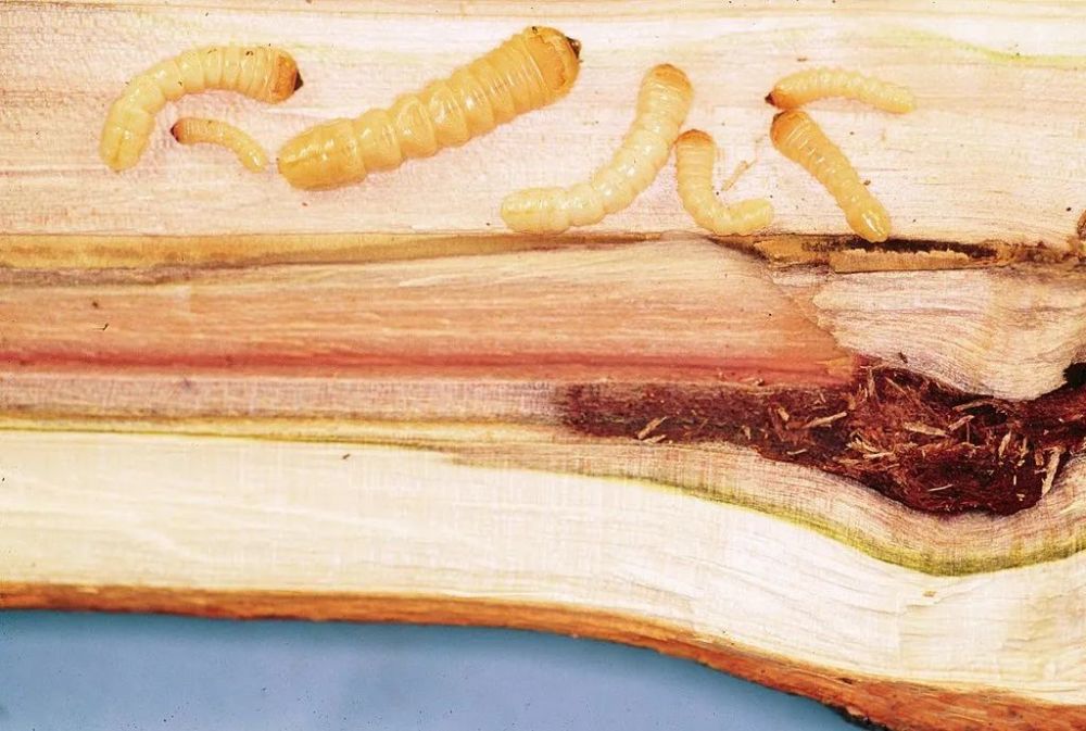 中国天牛强势入侵美国!一只产卵60枚,美专家称祸起我国戈壁沙漠