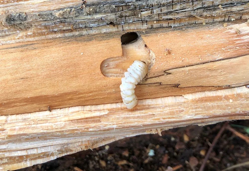 中国天牛强势入侵美国,美专家称祸起我国戈壁沙漠,一生产卵60枚