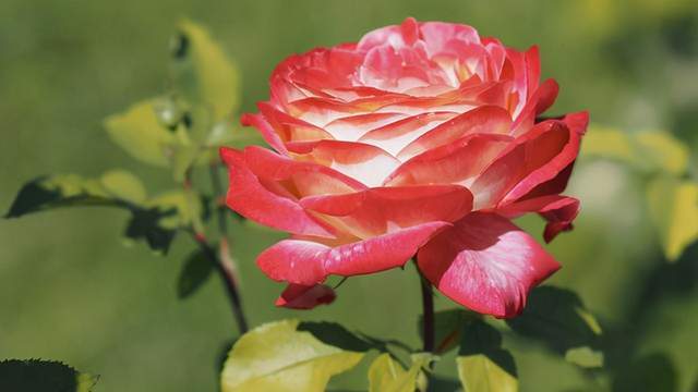 养花最怕烂根 主要是这3个原因造成的 以预防为主 养花没烦恼thepromise 不祥之恋 法理学学习心得