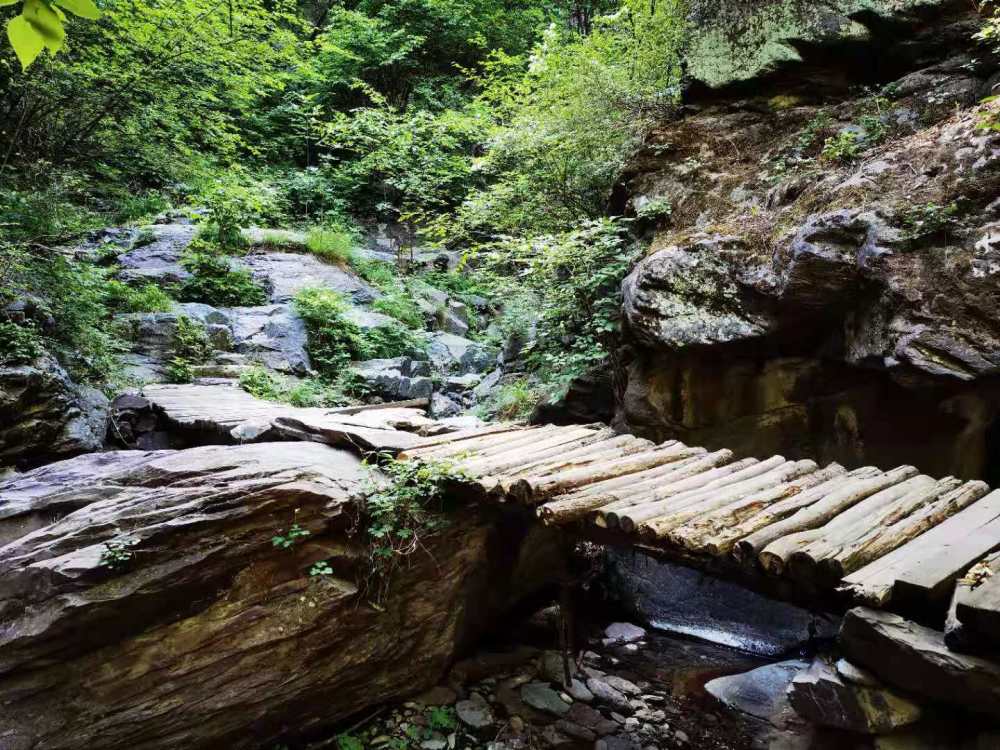 山間奇樹山道旁,溪水之上,樹木叢生.