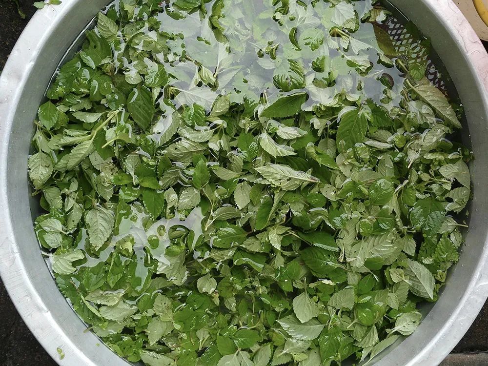 它是 烧仙草 原材料 长得像薄荷 年前种得多 如今15元1斤 腾讯新闻