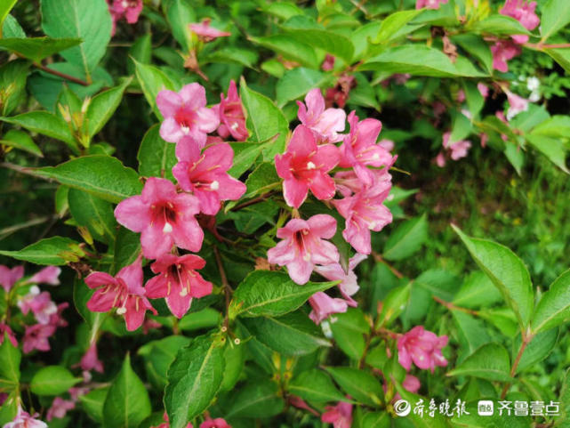 花开齐鲁红花绿叶两相宜日照植物园锦带花开惹人醉快来打卡