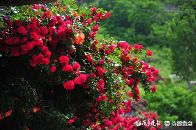花开齐鲁 花开满墙 日照五莲蔷薇花盛开的样子 惊艳了整个初夏 腾讯新闻