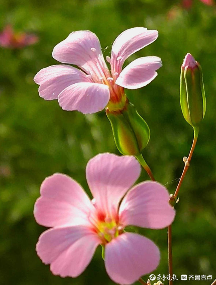 花开齐鲁|这种长得像瓶子的小花名叫王不留行,你认识吗?_腾讯新闻