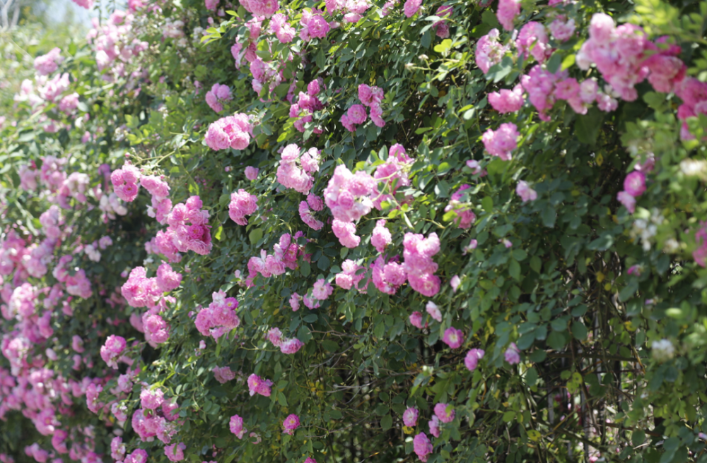 走一起打卡李滄街頭的薔薇花海