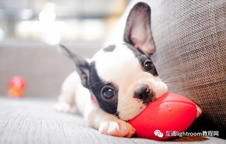 7种方法帮助你拍摄出充满活力的宠物肖像照 腾讯新闻