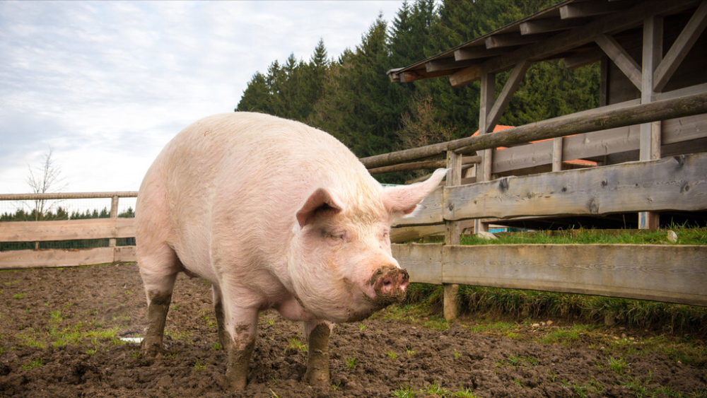 猪价跌个底朝天,养殖户被逼入"绝境",猪企开始趁机图谋变局?