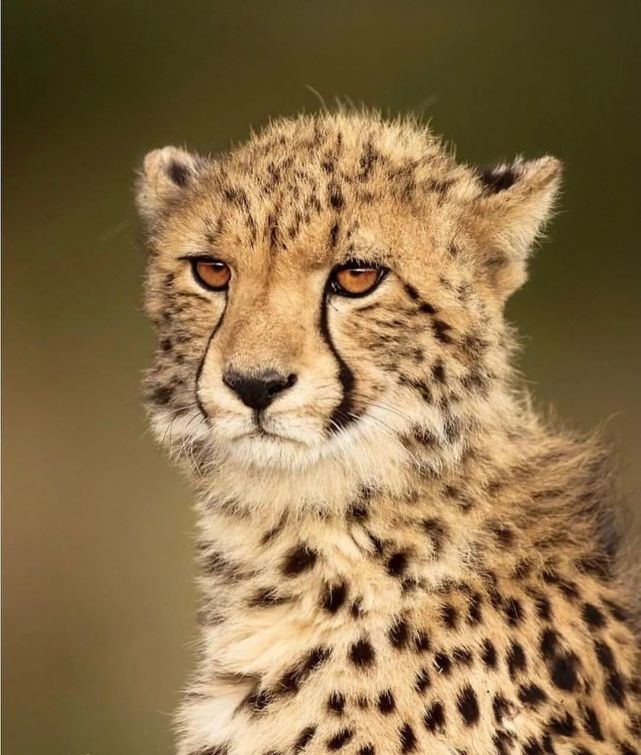 图集▎猫科动物的颜值担当——猎豹