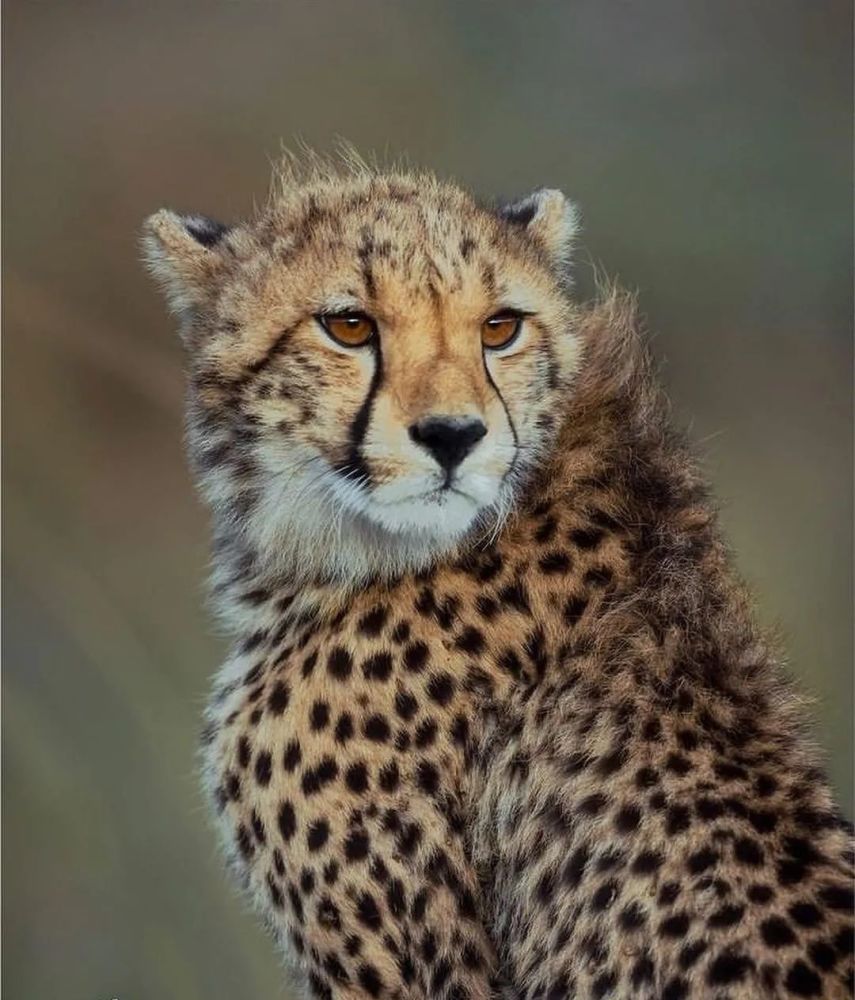 图集▎猫科动物的颜值担当猎豹