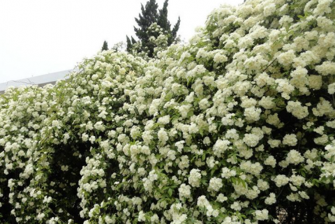 木香花花開七里香滿街止血止痛治瘡癤