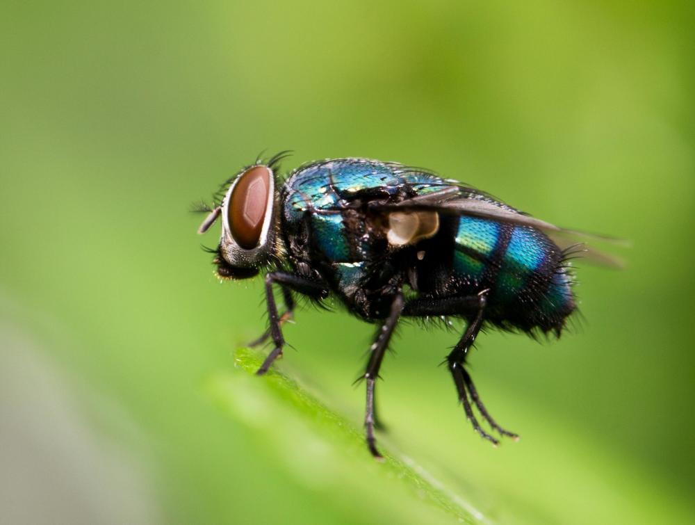 美国包裹!青岛海关查获7000只黑腹果蝇,基因改造是最大的威胁!_腾讯新