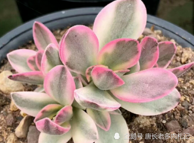 如朝霞一般漂亮的多肉朝霞锦据说它还是传说中的摇钱树出锦