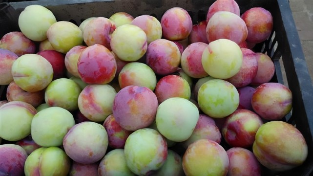 什么颜色的李子不酸