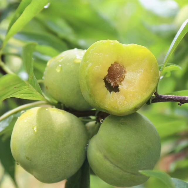 什么颜色的李子不酸