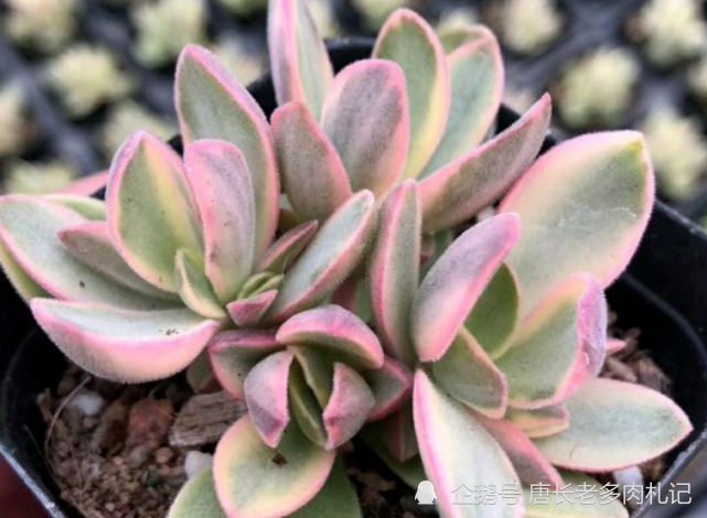 如朝霞一般漂亮的多肉朝霞锦据说它还是传说中的摇钱树出锦