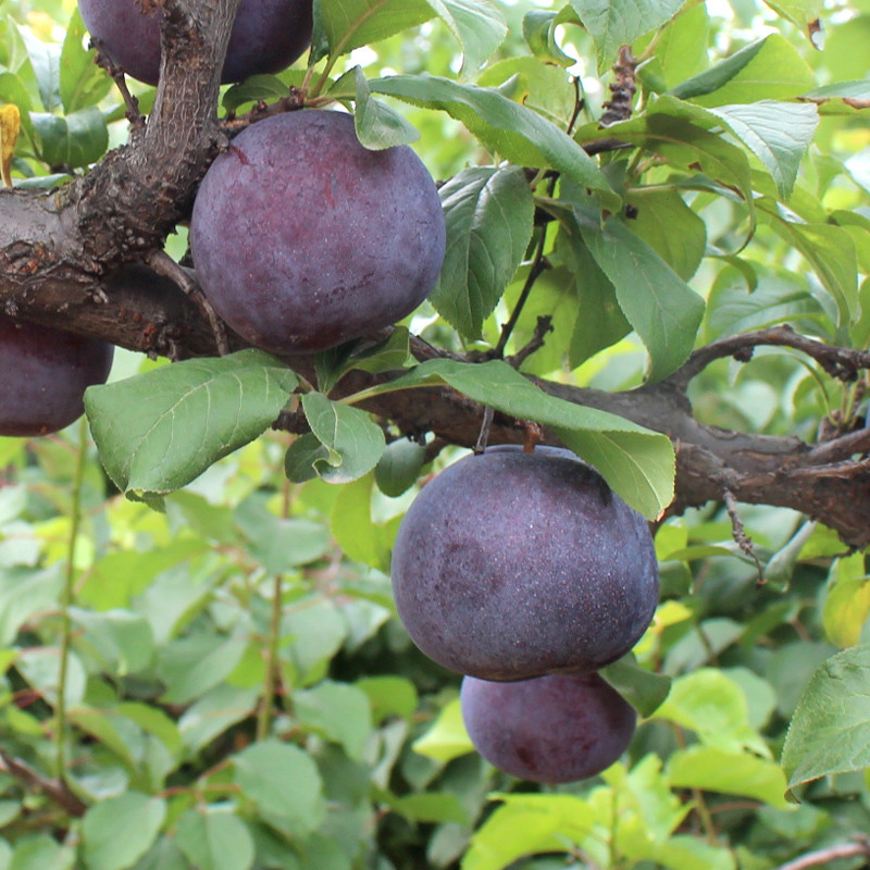 苦李子,甜李子_腾讯新闻