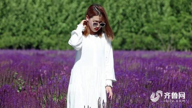 诗画山东 薰衣草 鼠尾草 聊城竟隐藏着一处紫色花海 美丽又浪漫 腾讯新闻